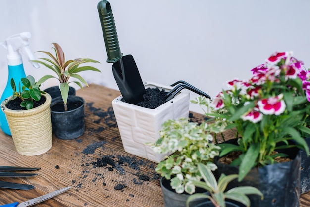 Vasos de plantas na mesa
