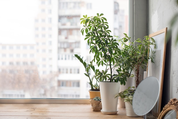 Vasos de plantas no peitoril da janela