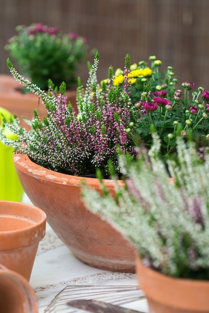 Vasos de terracota com composição ao ar livre de flores de outono