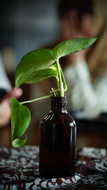 vasos para plantas provenientes de garrafas de vidro usadas