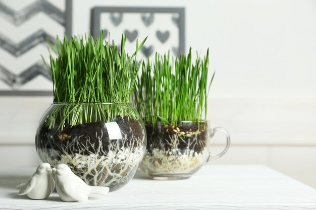 Vasos transparentes com grama verde fresca na mesa