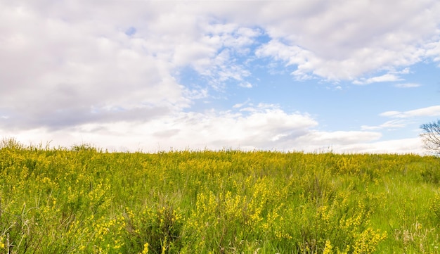 Foto vassoura de florescência ordinária com flores amarelas contra o céu