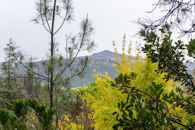 Vasto paisaje verde árboles montañas nublado lloviendo