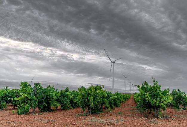 Vasto viñedo y modernos molinos de viento bajo un cielo gris