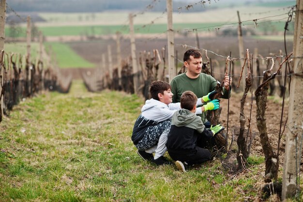 Vater mit zwei Söhnen, die im Weinberg arbeiten