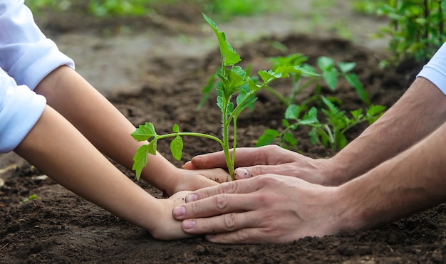 Vater und Kind pflanzen eine Pflanze im Garten