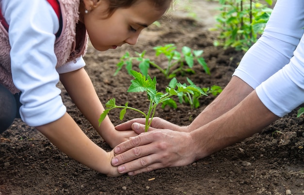 Vater und Kind pflanzen eine Pflanze im Garten