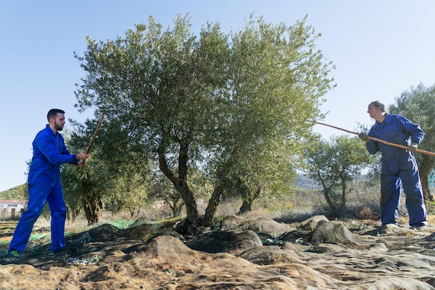 Vater und Sohn arbeiten auf den Feldern bei der traditionellen Olivenernte