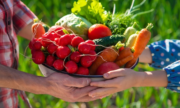 Vater und Tochter ernten Gemüse aus dem Gemüsegarten in Händen