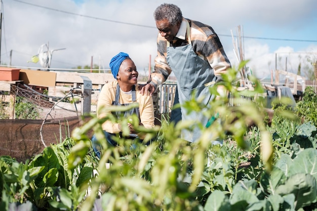 Vater und Tochter kümmern sich um ihren ökologischen Garten und sammeln Gemüse aus ihrer eigenen Produktion