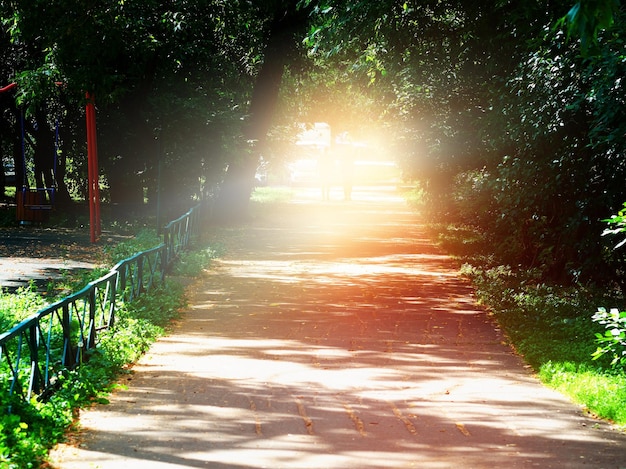 Vazamento de luz dramático no fundo da caminhada do parque antigo