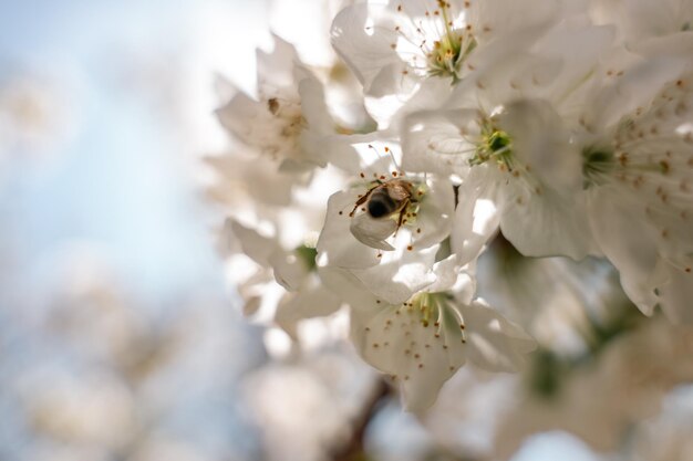 Se ve una abeja en una flor blanca