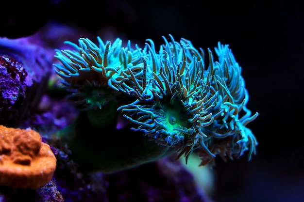 Foto se ve una anémona de mar en un acuario.