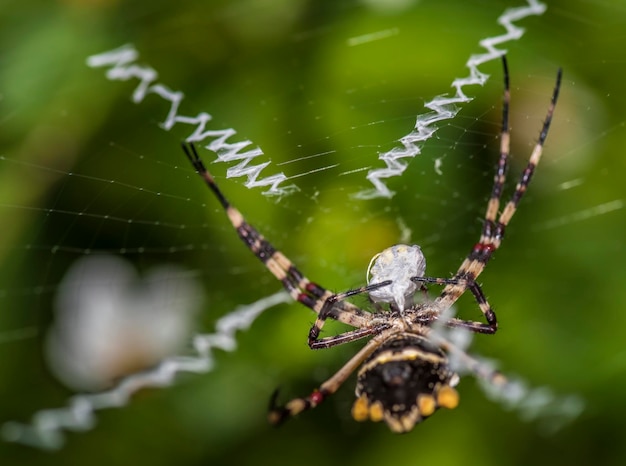 Se ve una araña en su tela con la palabra araña en ella.