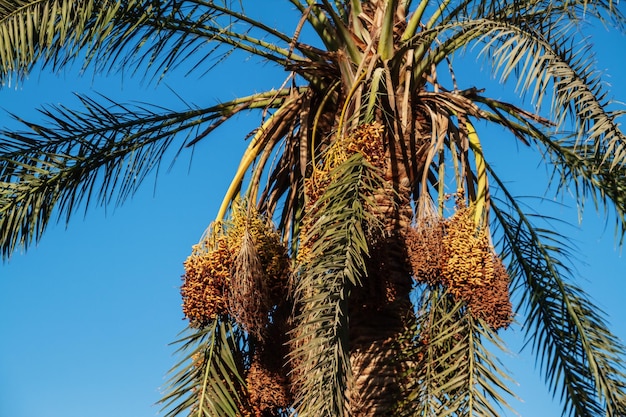 Ve hacia el cielo a través de un primer plano de una palmera datilera