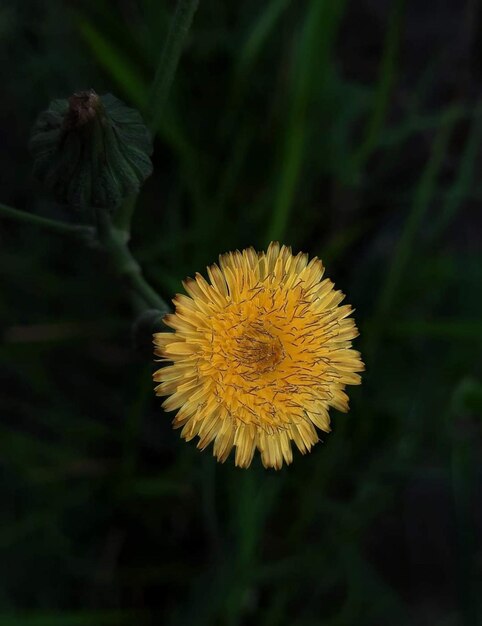 Se ve un diente de león amarillo en la hierba.