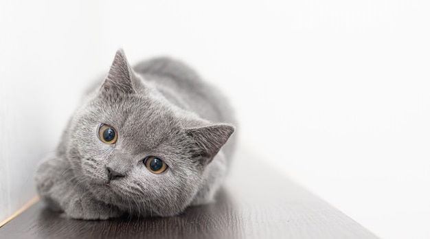 Se ve un gato británico peludo ahumado gris.