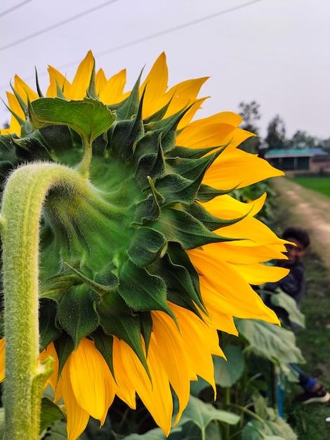 Foto se ve un girasol en un campo.