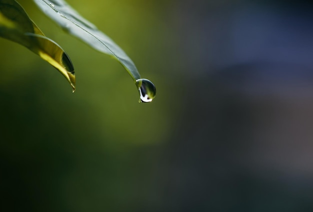 Se ve una gota de agua en una hoja.