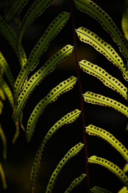 Se ve una hoja de helecho en el bosque de Kauai.