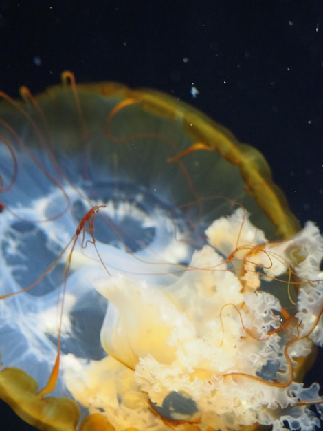 Se ve una medusa en el agua.