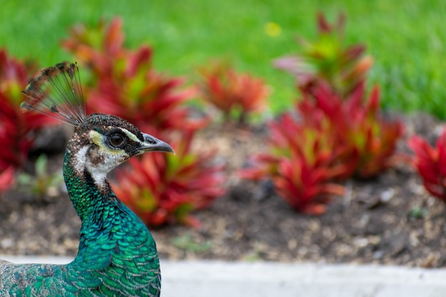 Se ve un pavo real frente a unas plantas.