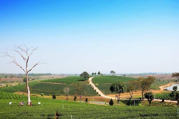Vea el paisaje rural y el parque de jardines de tierras de cultivo en la montaña para los tailandeses y los viajeros extranjeros que viajan y descansan y descansan en la plantación de té Choui Fong en Mae Chan en Chiang Rai Tailandia