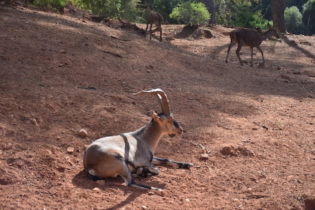 veado animal selvagem sentado