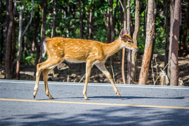 Veado atravessando a rua, natureza