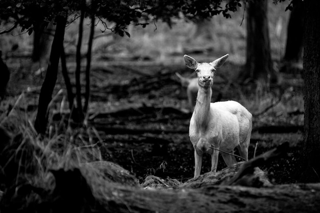 Veado branco na natureza