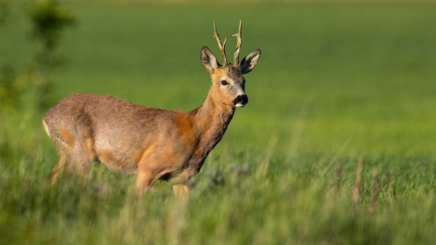 Veado cervo em pé no campo verde sob o sol da primavera