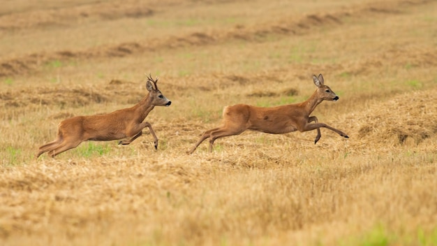 Veado cervo perseguindo uma corça em um campo de restolho seco no cio de verão