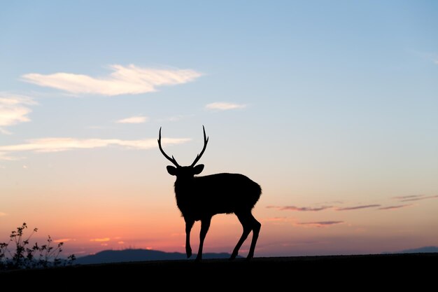 Veado com pôr do sol