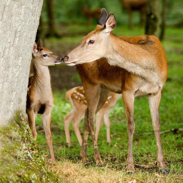 Veado com sua jovem corça na floresta