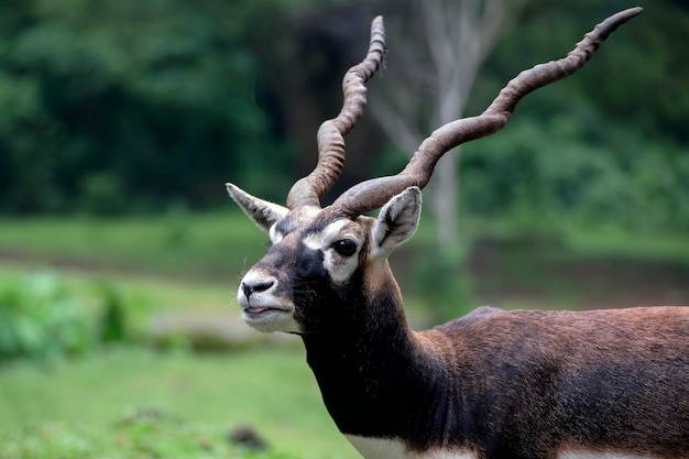 Veado com um chifre único em uma floresta