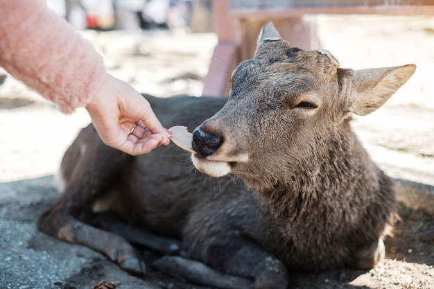 Veado de alimentação do turista