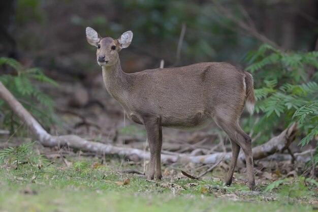 Veado de cauda branca na floresta