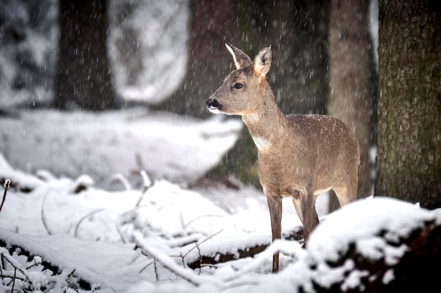 Foto veado de pé em terra coberta de neve