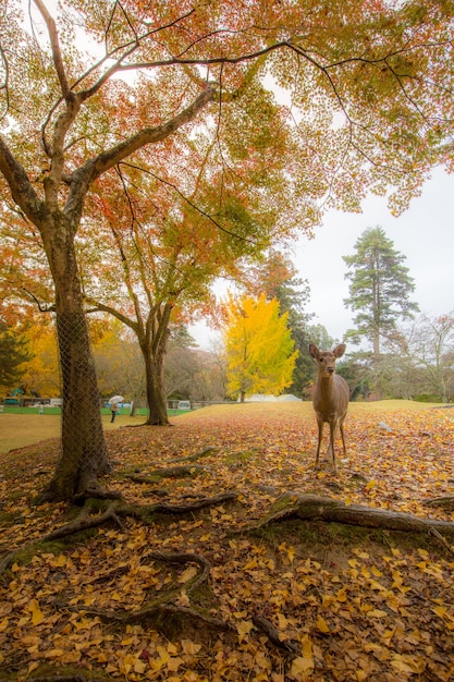 Veado em Nara Park