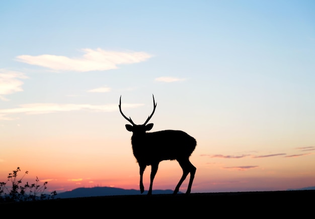 Veado em pé no topo da montanha com o pôr do sol