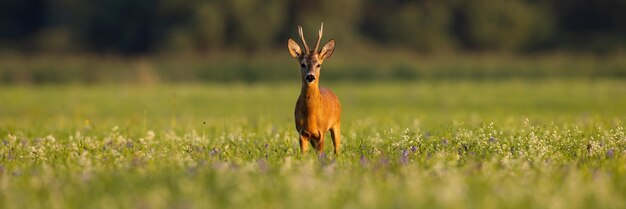 Veado em pé sobre flores silvestres no pôr do sol em foto panorâmica