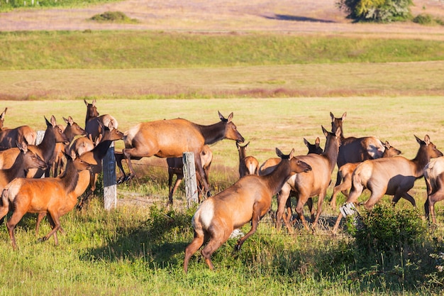 Veado em prado verde, eua