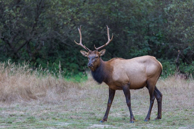 Veado em prado verde, EUA