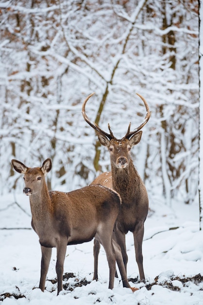 Veado fêmea e Buck Red na floresta de inverno