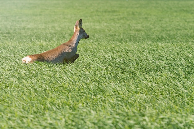 Veado fêmea no campo de trigo. Animais selvagens do veado.