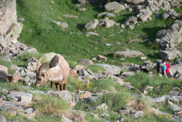 Veado íbex ovelha de chifre longo Steinbock