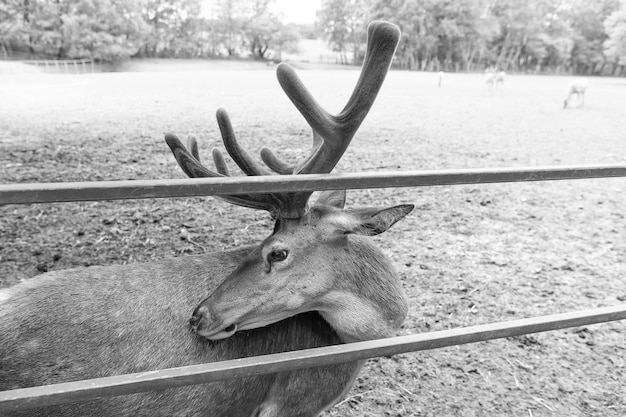 Veado jovem com chifres no zoológico animal park ao ar livre