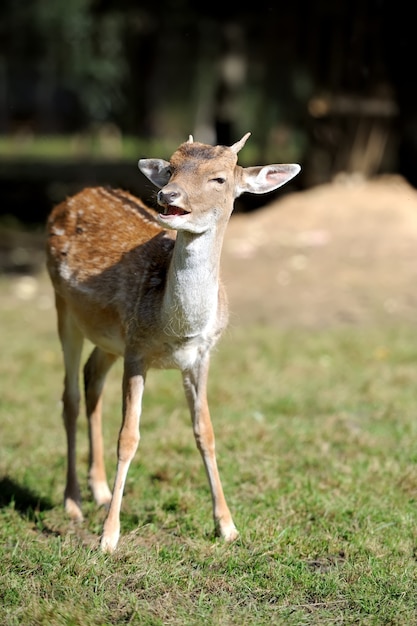 Veado jovem no prado do outono