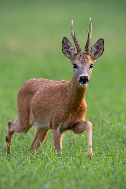 Veado macho, capreolus capreolus, fanfarrão caminhando para a frente no verão com fundo verde desfocado.