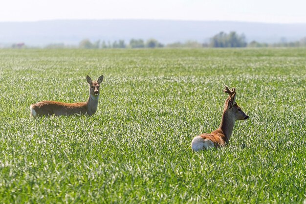 Veado macho e veado fêmea no campo de trigo. Animais selvagens do veado.